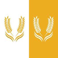 Agriculture wheat vector