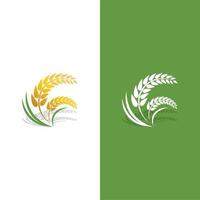 Agriculture wheat vector