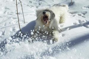 Dog on walk in winter. White pet hair. Snow and dog. Walking animal.