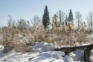 Forest in winter. Nature in Siberia. Trees and snow. photo