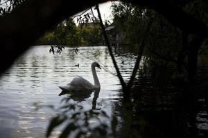 Swan swims in lake. White swan on water. Bird in wild. photo