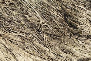 Dry grass. Texture of dry plants. Details of nature. photo