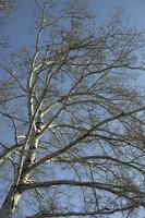 Tall birch. Vertical photo of tree.