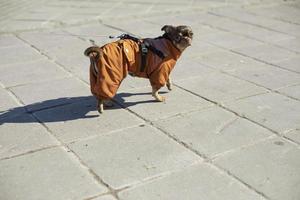 Dog in clothes. Small breed dog. Animal on street. photo