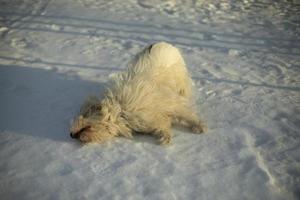 perro de paseo en invierno. pelo de mascota blanco. nieve y perro. animal andante. foto