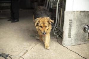 Mixed breed dog. Pet on street. Dog with wool. S photo