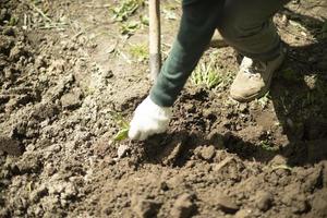 chico cava tierra con pala. cavando tierra para plantar. trabajar en el jardín. la vida en el campo. foto