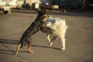 Two dogs fight. Pet play. photo