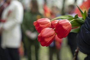 Flowers in hand. Red tulips at mourning event. photo