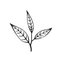 Green tea leaf. Floral branch organic hand drawn vector illustration.