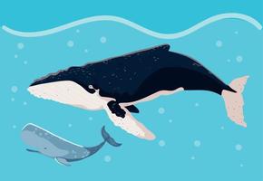 ballenas azules y jorobadas vector
