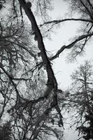 bosque de invierno mucha nieve en los árboles. foto