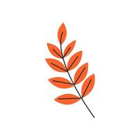 Orange autumn leaves with veins. Fall rowan foliage season. Decorative botanical item. Simple single sorb tree branch silhouette. Hand drawn flat vector illustration isolated on white background