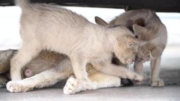 wit moeder kat borstvoeding geeft en spelen met schattig baby