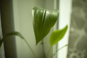 planta de interior por ventana. hoja verde de la planta. foto