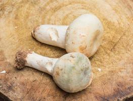 Mushroom Isolated on White Background photo