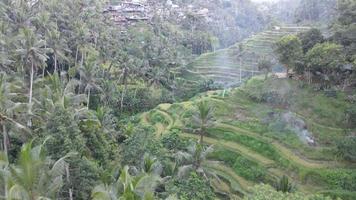 vista aérea de terraços de arroz tegalalang bali. video