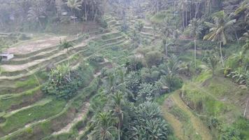 antenne visie van tegalalang Bali rijst- terrassen. video