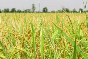 la espiga de arroz en el campo foto