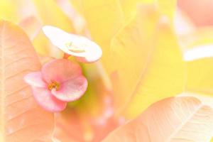 flowers in soft and blur style on background photo