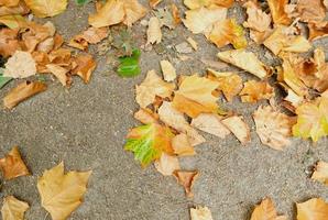 Yellow autumn fallen leaves lying on the ground, seasonal natural background, eco-friendly environmental concept, bright vibrant colors photo