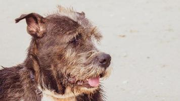 cute dog lying on the beach photo