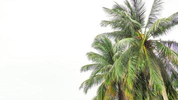 árbol de coco en la playa y el cielo foto