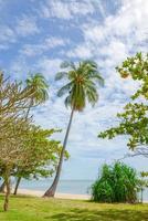 coconut tree at beach and sky photo