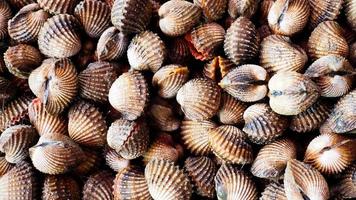 Lots of cockles in the seafood fresh market photo