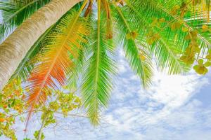 árbol de coco en la playa y el cielo foto