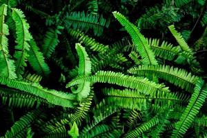 Abstract background. Patterns of fern leaves in nature. nature background concept photo