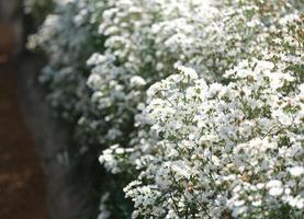 Daisies, white chamomiles background with copy space, Daisy flower field, soft focus, White flowers photo