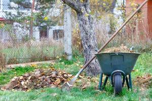 Garden wheelbarrow and metal rake with collected fallen yellow leaves and dry grass in a summer garden. Close-up. photo