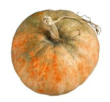 Large ripe orange pumpkin close-up. Isolated on white background. photo