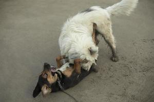 Dogs fight. Playing dogs on street. photo