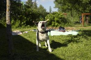 White Labrador in summer. Pet on walk. photo