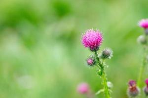 Beautiful and delicate pink thistle flower on a blurred background of green summer grass. photo