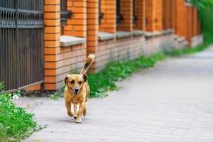 A red-haired mongrel merrily runs along the sidewalk along a brick orange fence in a blur on a summer day. photo