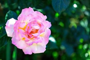 Delicate wavy petals of a lilac rose on a green blurred background. photo