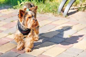 Photo of a Yorkshire terrier with a pigtail on his head walking in a summer park on a sunny day.