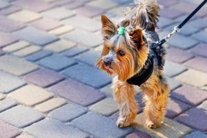 linda foto de un yorkshire terrier con una coleta en la cabeza en un día soleado de verano. enfoque selectivo. copie el espacio