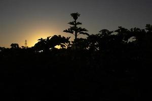 Plant at sunset. Sunset in thickets. Natural landscape in summer. photo