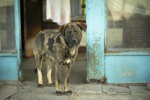perro callejero en la calle. el perro está en la ciudad. detalles de la vida de los animales sin hogar. foto