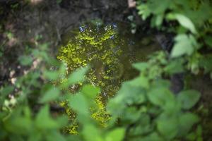 Reflection in puddle in forest. Object at bottom of puddle. Rounded object is visible underwater. photo