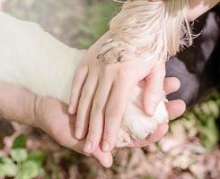 manos y patas de todos los miembros de la familia. padre, madre, hija y perro se toman de la mano foto