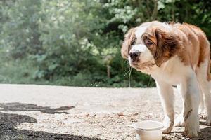 thirsty st. bernard dog drinking from white bowl outdoors in hot summer day photo