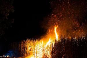 Sugar cane is burned to remove the outer leaves around the stalks before harvesting photo