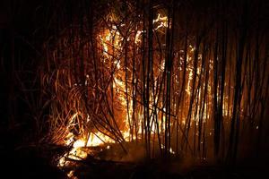 Sugar cane is burned to remove the outer leaves around the stalks before harvesting photo