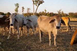 Thai cow in field which traditional cow in urban, Cow in field on sunset photo