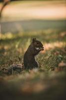 Grey Squirrel in the park photo